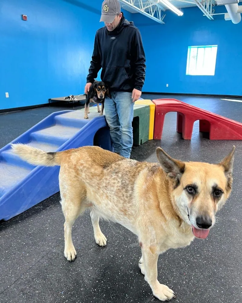 Daycare Kennedy K9 Camp