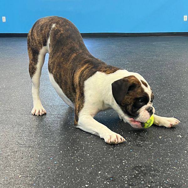 Doggie Daycare in Halifax, MA Kennedy K9 boxer
