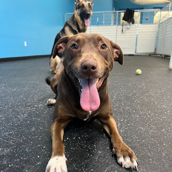 Doggie Daycare in Halifax, MA Kennedy K9 brown dog