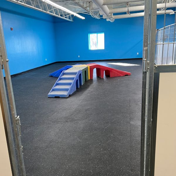 Doggie Daycare in Halifax, MA Kennedy K9 equipment