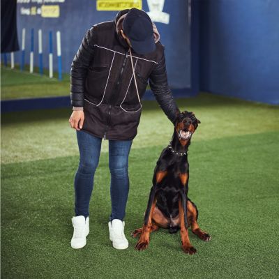 Dog-Being-Trained-in-the-Obedience-School