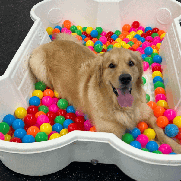 Doggie Daycare in Halifax, MA Kennedy K9