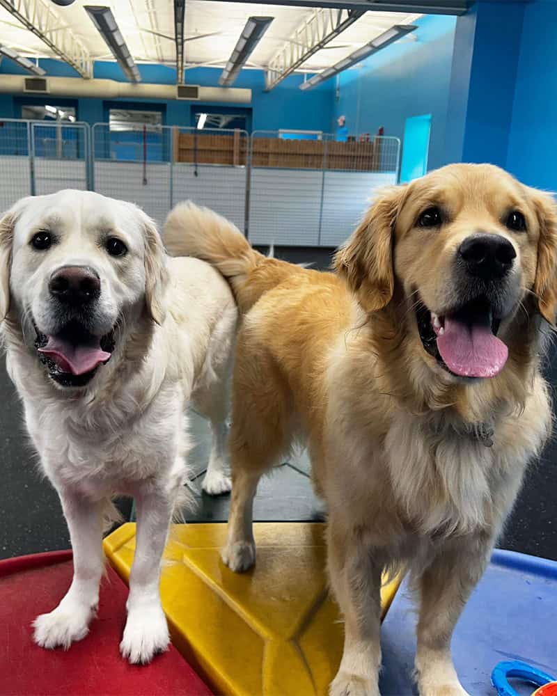 Doggie Daycare in Halifax MA Kennedy K9