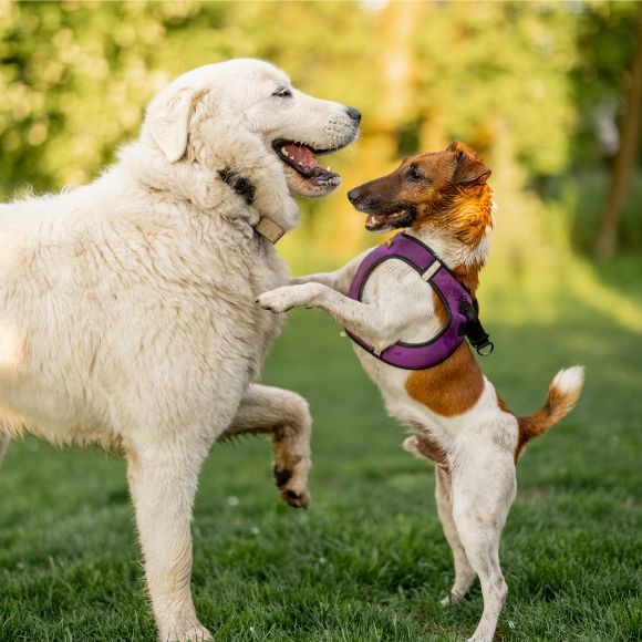 Adorable Dogs Playing on Green Meadow for VIP memberships doggy daycare