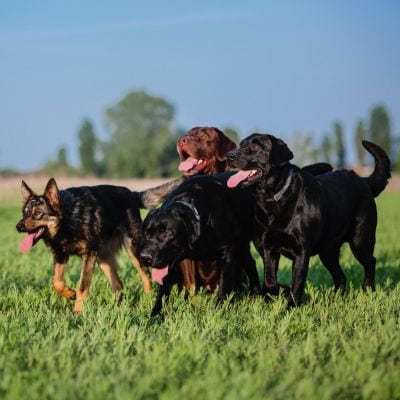Group of dogs in field for training page